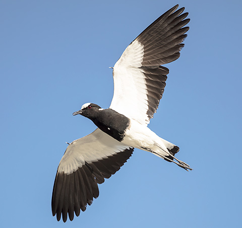 Blacksmith Lapwing in flight